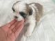 Shih Tzu Puppies for sale in Denver, CO 80224, USA. price: $1,200