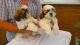 Shih Tzu Puppies for sale in Salt Lake City, UT, USA. price: NA