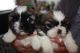 Shih Tzu Puppies for sale in 617 Logan St, Denver, CO 80203, USA. price: NA