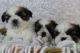 Shih Tzu Puppies for sale in Oklahoma City, OK, USA. price: $250