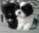 Shih Tzu Puppies for sale in Oklahoma City, OK, USA. price: $400