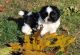 Shih Tzu Puppies for sale in Decker, MT 59025, USA. price: $500