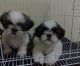 Shih Tzu Puppies for sale in Bountiful, UT 84010, USA. price: NA