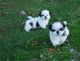 Shih Tzu Puppies for sale in Burlington, VT, USA. price: NA