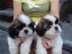 Shih Tzu Puppies for sale in Utah County, UT, USA. price: NA