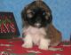Shih Tzu Puppies for sale in Denver, CO 80219, USA. price: NA