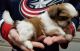 Shih Tzu Puppies for sale in Brattleboro, VT 05301, USA. price: NA