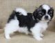 Shih Tzu Puppies for sale in Provo, UT, USA. price: NA