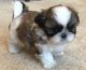 Shih Tzu Puppies for sale in Fresno, CA 93726, USA. price: $400