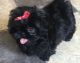 Shih Tzu Puppies for sale in Ascutney St, Windsor, VT 05089, USA. price: NA