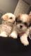 Shih Tzu Puppies for sale in Denver, CO, USA. price: NA