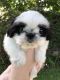Shih Tzu Puppies for sale in 27 Cynthia St, Westwego, LA 70094, USA. price: NA