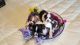 Shih Tzu Puppies for sale in Hilo, HI 96720, USA. price: $900