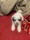Shih Tzu Puppies for sale in The Bronx, NY 10471, USA. price: NA