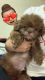 Shih Tzu Puppies for sale in 1420 Bronx River Ave, The Bronx, NY 10472, USA. price: NA