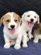 Shih Tzu Puppies for sale in Waipahu, HI 96797, USA. price: $300