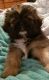 Shih Tzu Puppies for sale in Goliad, TX 77963, USA. price: NA