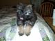 Shih Tzu Puppies for sale in Grand Prairie, TX, USA. price: NA