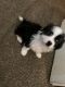 Shih Tzu Puppies for sale in 1003 N Arthur Ave, Fresno, CA 93728, USA. price: $400