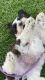 Shih Tzu Puppies for sale in Carlsbad, CA, USA. price: NA