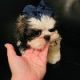 Shih Tzu Puppies for sale in 4006 3rd Ave., The Bronx, NY 10457, USA. price: NA