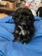 Shih Tzu Puppies for sale in Plymouth Meeting, PA, USA. price: NA