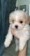 Shih Tzu Puppies for sale in Selma, CA 93662, USA. price: $2,300