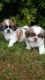 Shih Tzu Puppies for sale in Oklahoma City, OK, USA. price: NA