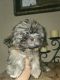 Shih Tzu Puppies for sale in Mesa, AZ, USA. price: $1,000