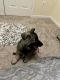 Shiloh Shepherd Puppies for sale in Cardinal Glen Cir, Sterling, VA 20164, USA. price: NA