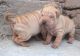 Shiloh Shepherd Puppies for sale in Montgomery, AL, USA. price: NA