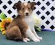Shiloh Shepherd Puppies for sale in Los Altos Hills, CA, USA. price: NA