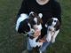 Shiloh Shepherd Puppies for sale in Birmingham, AL, USA. price: NA