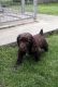 Shiloh Shepherd Puppies for sale in Altamonte Springs, FL 32701, USA. price: NA