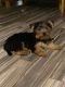 Shorkie Puppies for sale in Robertsdale, AL, USA. price: $750