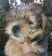 Shorkie Puppies for sale in Enterprise, AL 36330, USA. price: $800