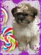 Shorkie Puppies for sale in Canton, OH, USA. price: $995