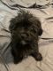 Shorkie Puppies for sale in Pittsburgh, PA, USA. price: NA