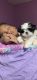 Shorkie Puppies for sale in South Bend, IN, USA. price: NA