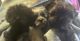 Shorkie Puppies for sale in Colton, OR, USA. price: NA