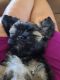 Shorkie Puppies for sale in Albuquerque, NM, USA. price: $800