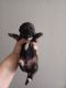 Shorkie Puppies for sale in Birmingham, AL, USA. price: $800