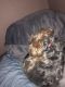 Shorkie Puppies for sale in Allentown, PA, USA. price: NA