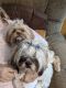 Shorkie Puppies for sale in Valley Home, CA 95361, USA. price: NA