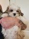 Shorkie Puppies for sale in Lewisburg, PA 17837, USA. price: NA