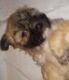 Shorkie Puppies for sale in 432 The North Chace, Atlanta, GA 30328, USA. price: NA