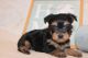 Shorkie Puppies for sale in Jacksonville, FL, USA. price: $2,200