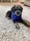 Shorkie Puppies for sale in Grand Prairie, TX 75050, USA. price: $500