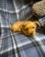 Shorkie Puppies for sale in Bethlehem, PA, USA. price: NA