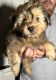 Shorkie Puppies for sale in Tampa, FL, USA. price: $600